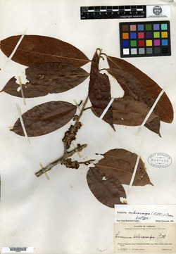 Pouteria sclerocarpa image