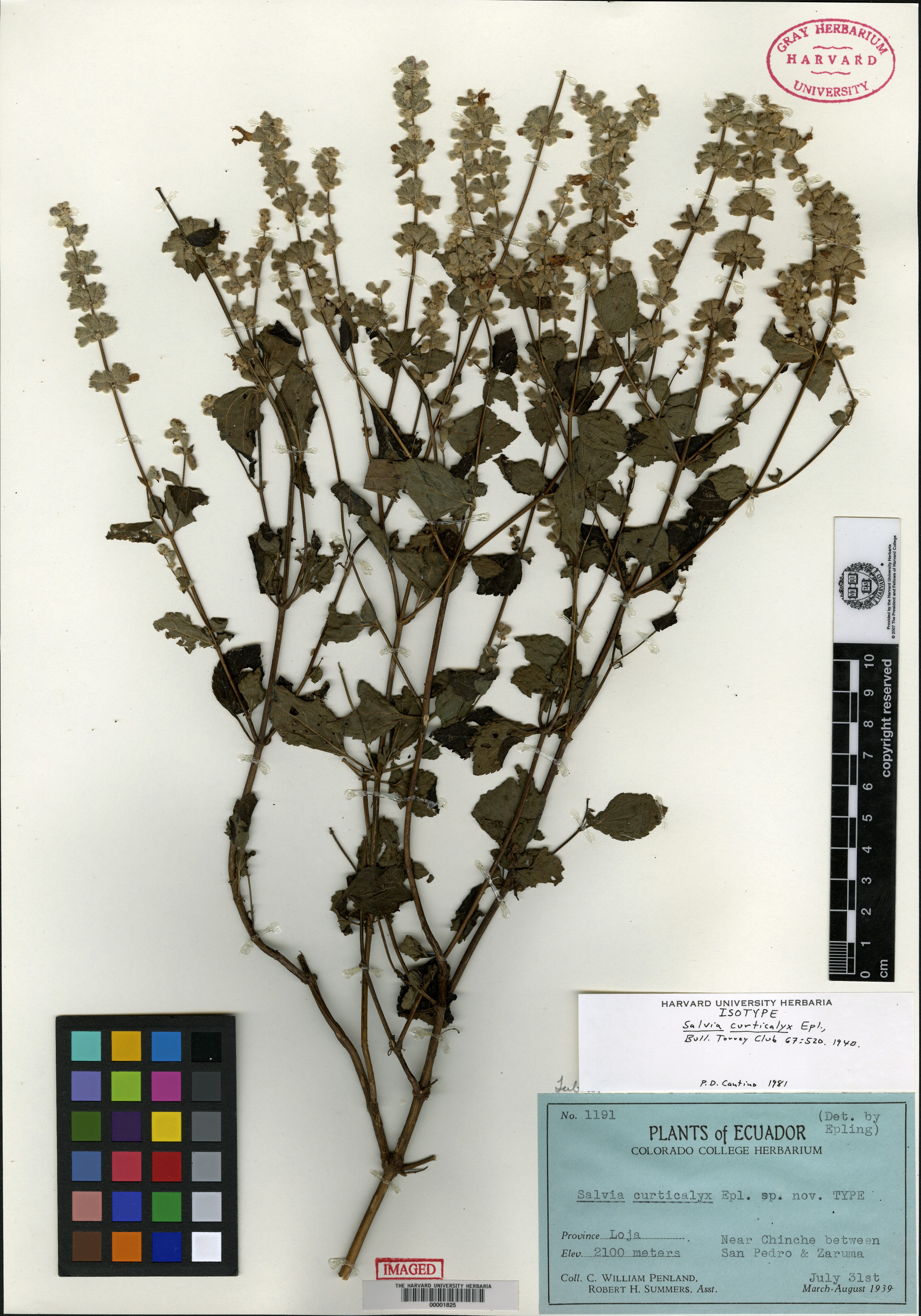 Salvia dorisiana image