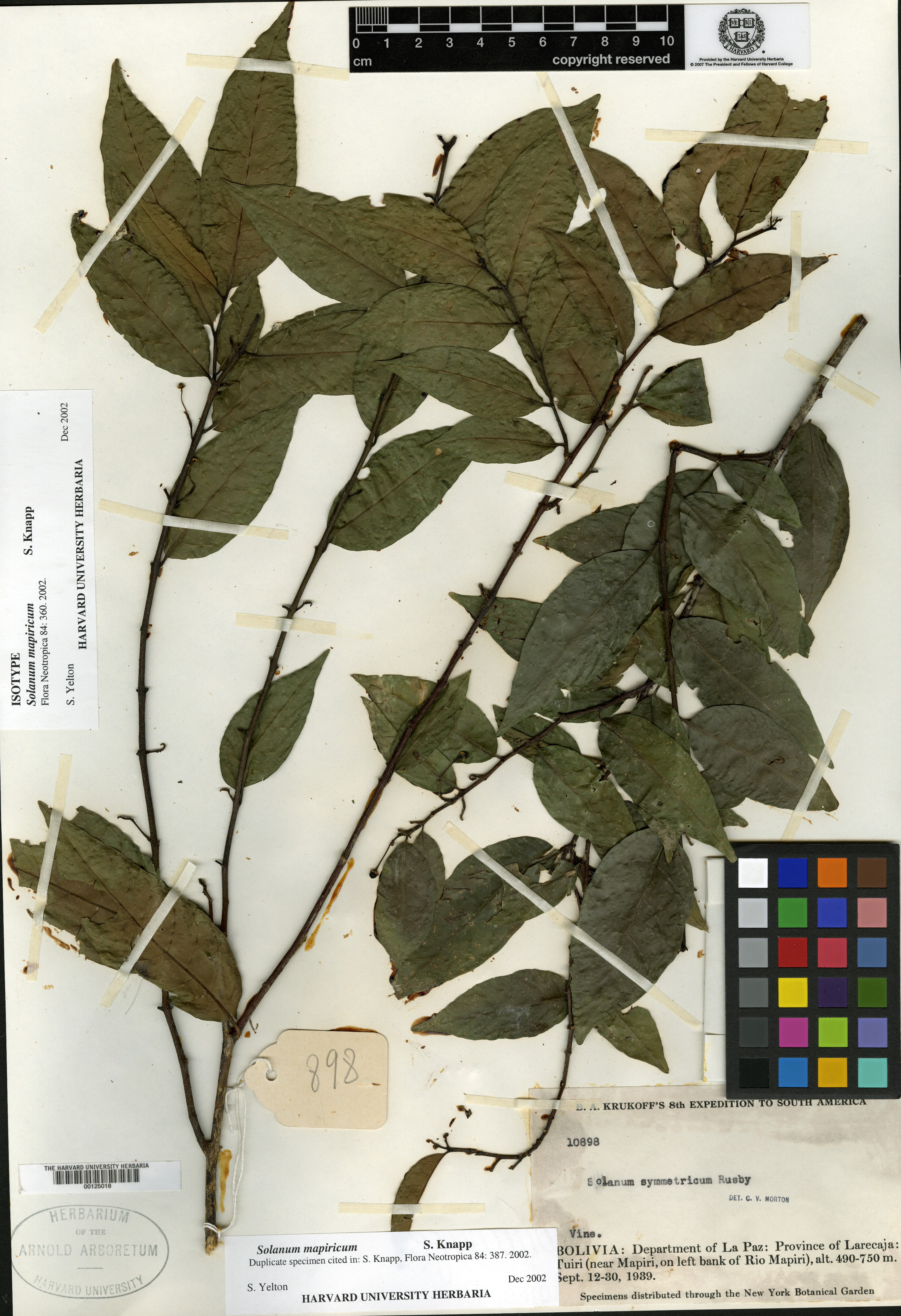 Solanum mapiricum image
