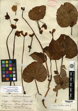 Begonia clarkei image
