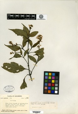 Pseuderanthemum chaponense image