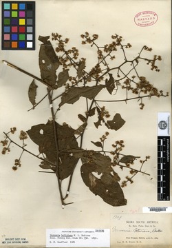 Vernonia boliviana image