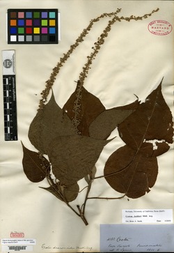 Croton draconoides image