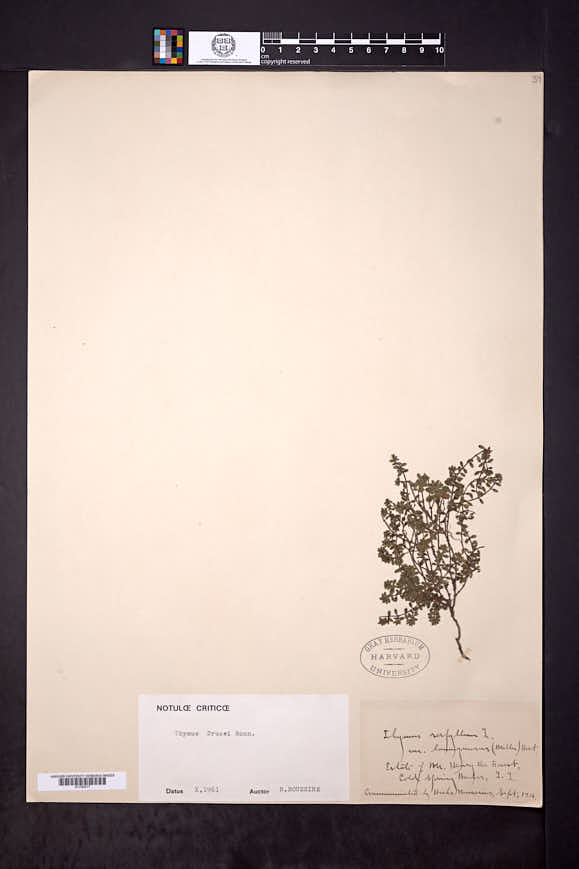 Thymus praecox subsp. polytrichus image