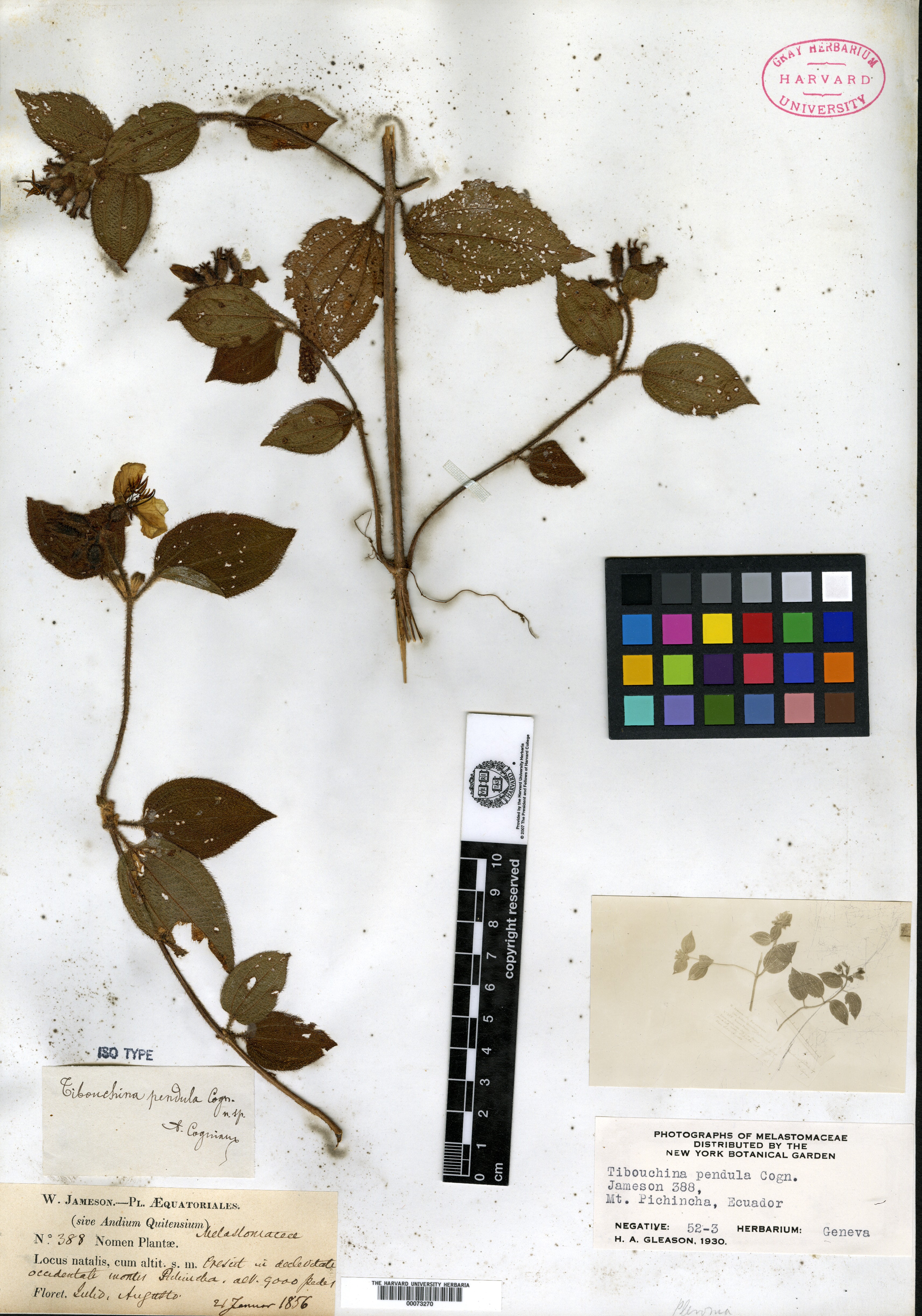 Tococa parvifolia image
