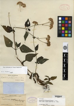 Fleischmannia porphyranthema image