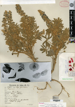 Lupinus leonensis image