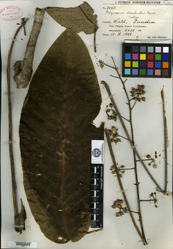 Schefflera allocotantha image