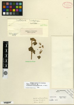 Crotalaria holosericea image