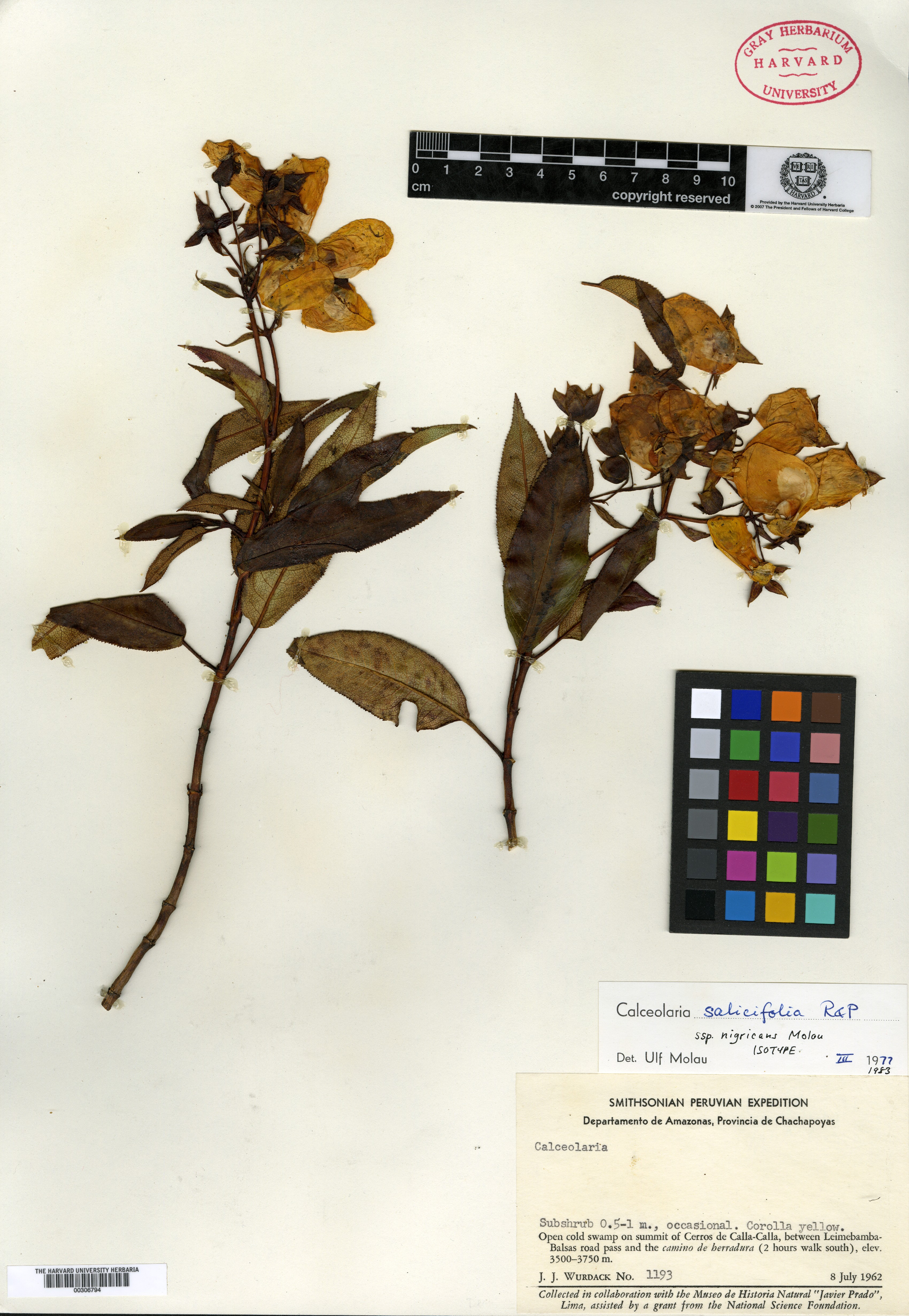 Calceolaria salicifolia subsp. nigricans image