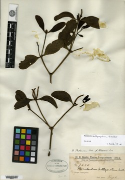 Phoradendron carneum image