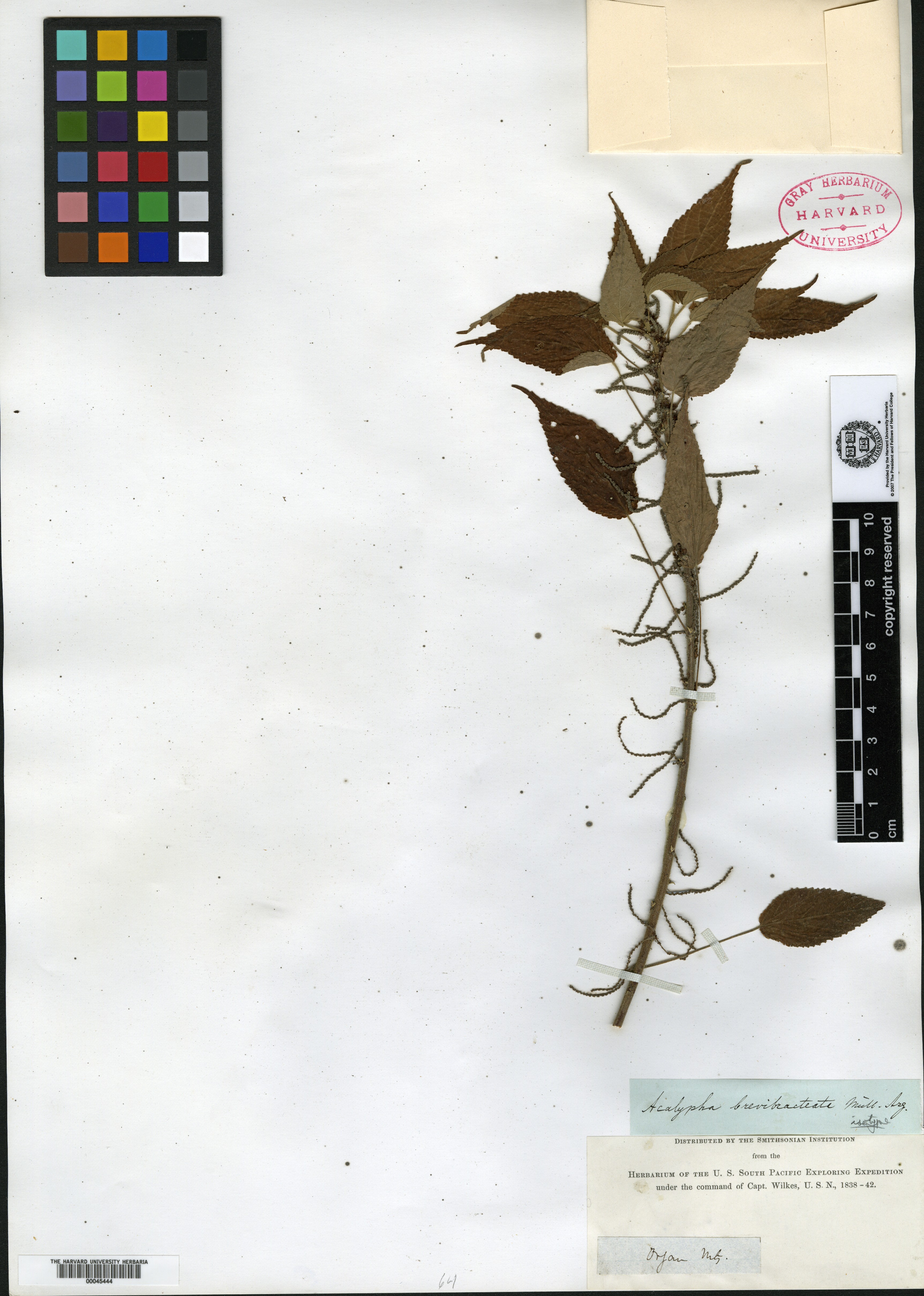 Acalypha integrifolia subsp. integrifolia image
