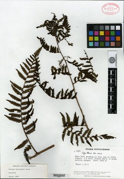 Cyathea heliophila image