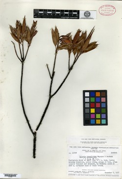 Tyleria tremuloidea image