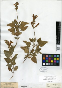 Salvia fulgens image