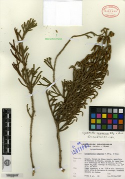 Lycopodiella camporum image
