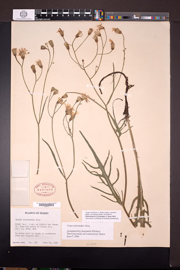Crepis atribarba subsp. originalis image