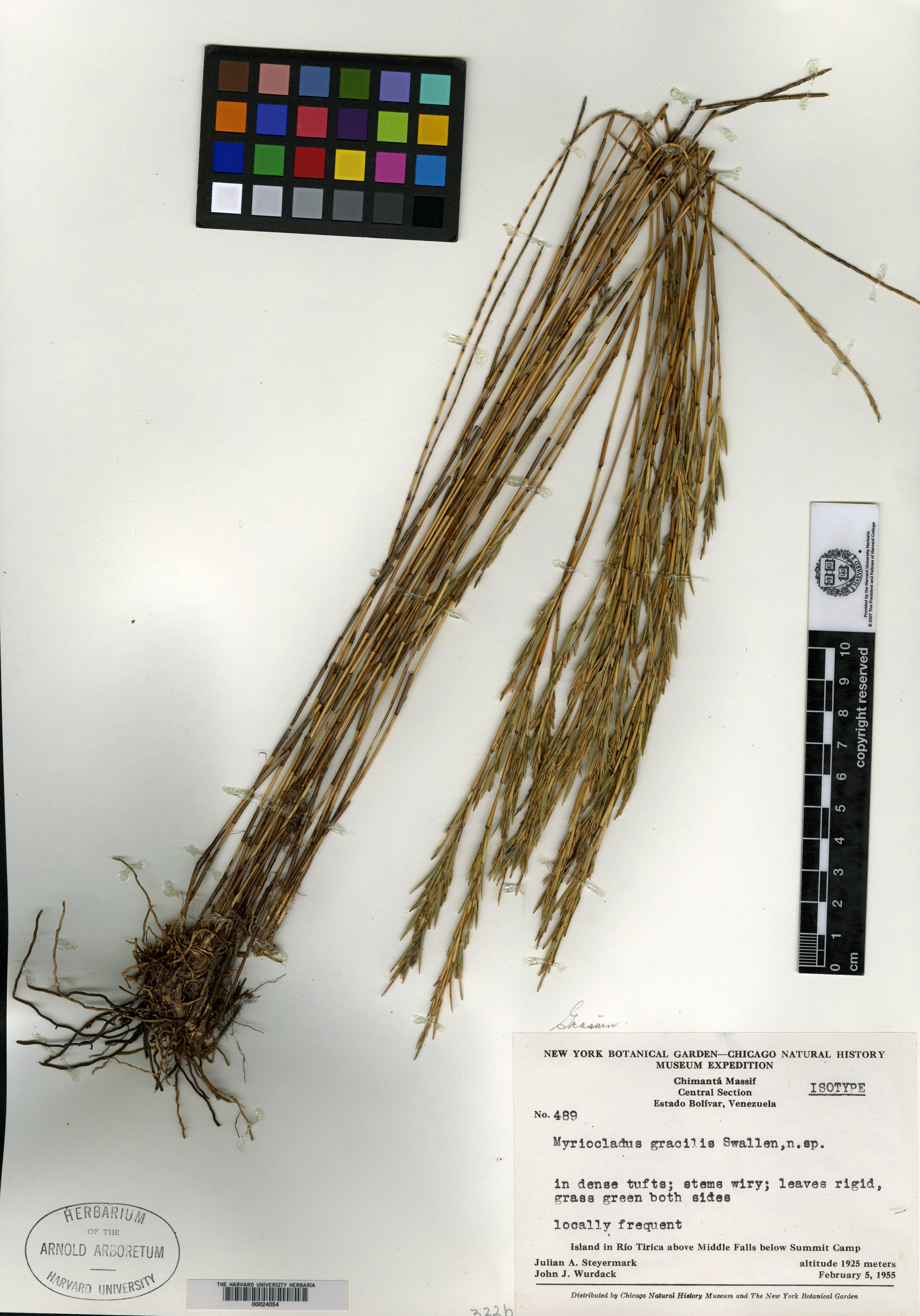 Myriocladus steyermarkii image
