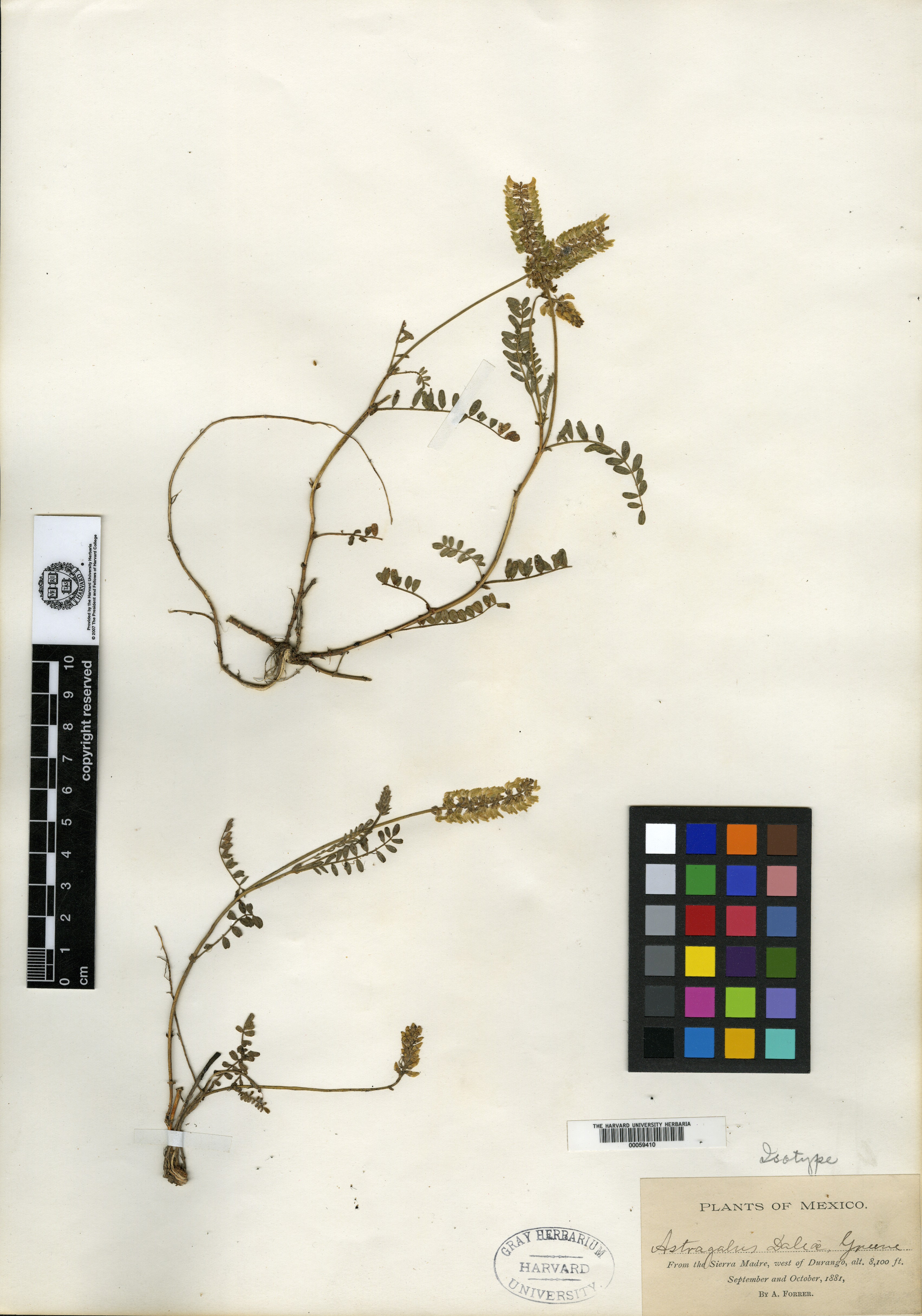 Astragalus daleae image