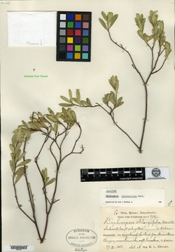 Daphnopsis hispaniolica image