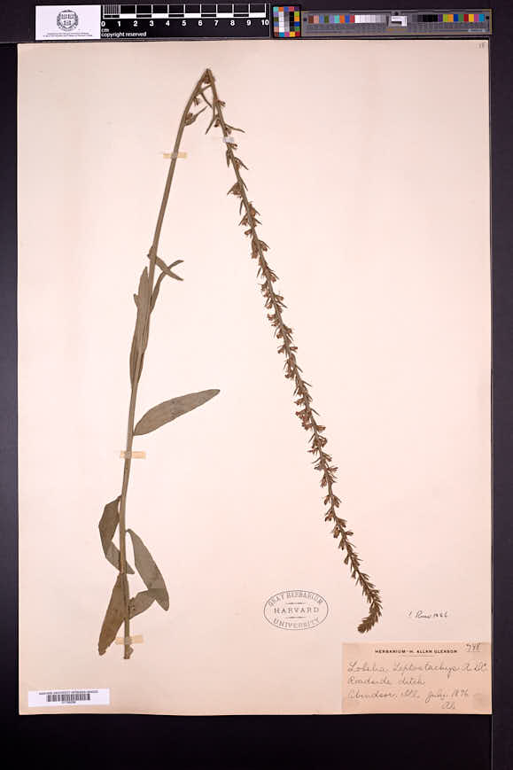 Lobelia spicata var. leptostachys image