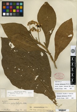 Solanum delitescens image