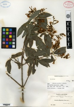 Struthanthus mapirensis image