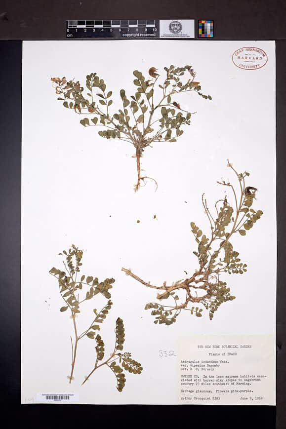 Astragalus iodanthus var. vipereus image