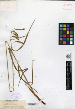 Carex crinita var. porteri image