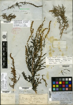 Ambrosia arborescens image