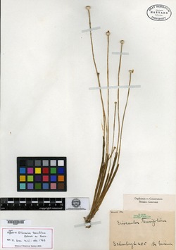Eriocaulon tenuifolium image