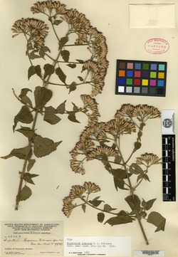 Eupatorium roseorum image