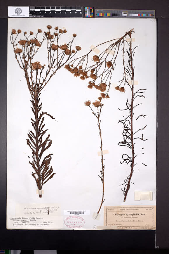 Chrysopsis linearifolia subsp. dressii image