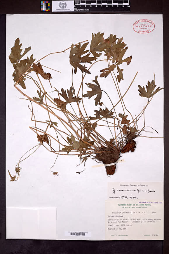 Geranium concinnum image