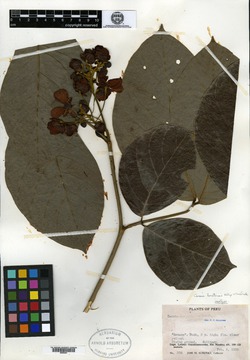 Cassia nictitans image