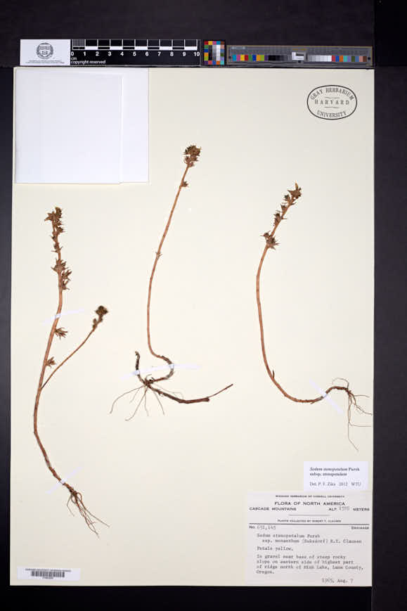 Sedum stenopetalum subsp. stenopetalum image