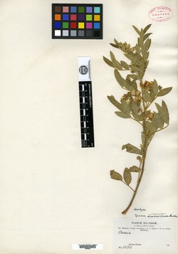 Chamaecrista azulana image