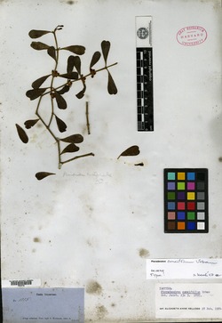 Phoradendron flavum image