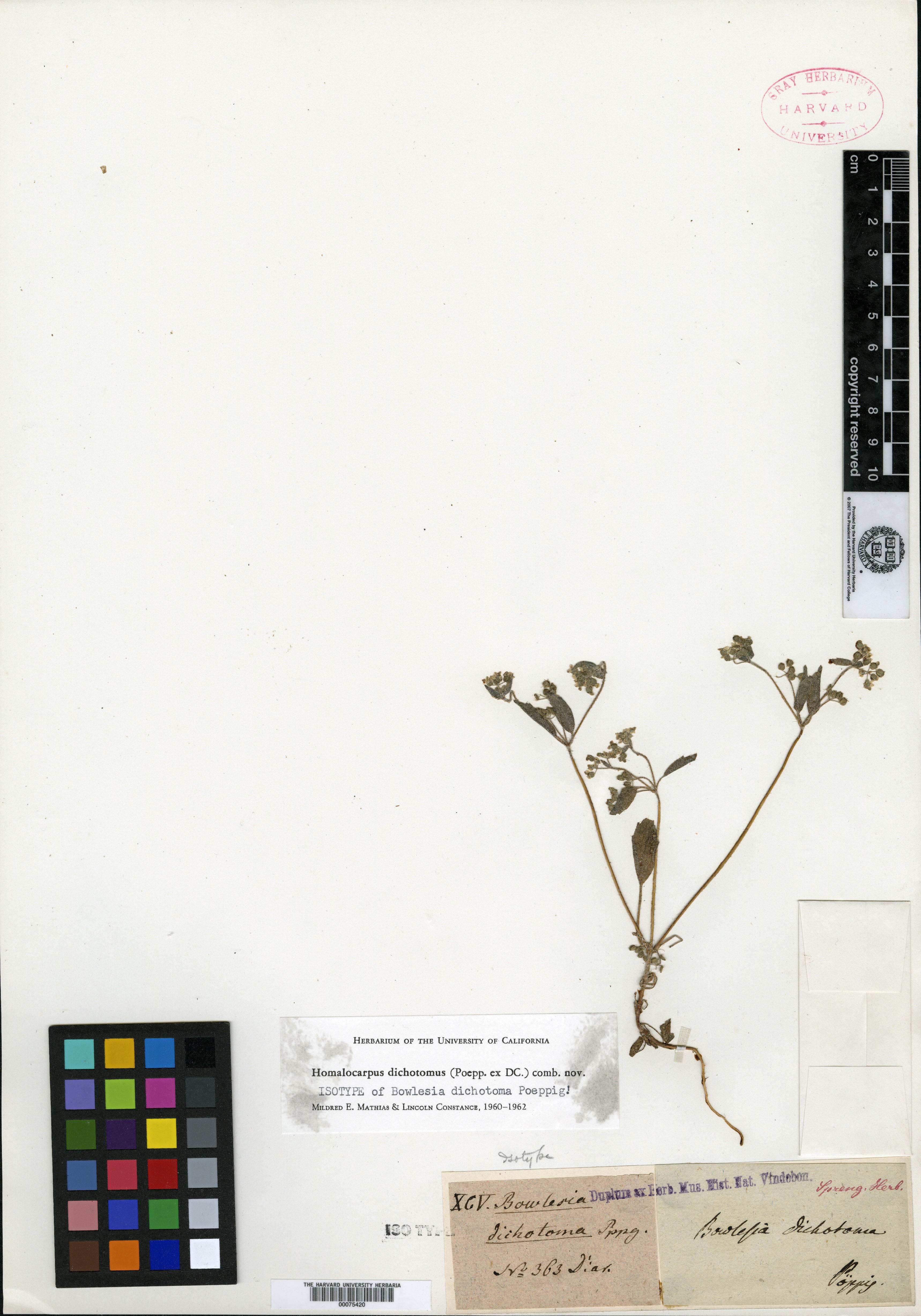 Homalocarpus dichotomus image