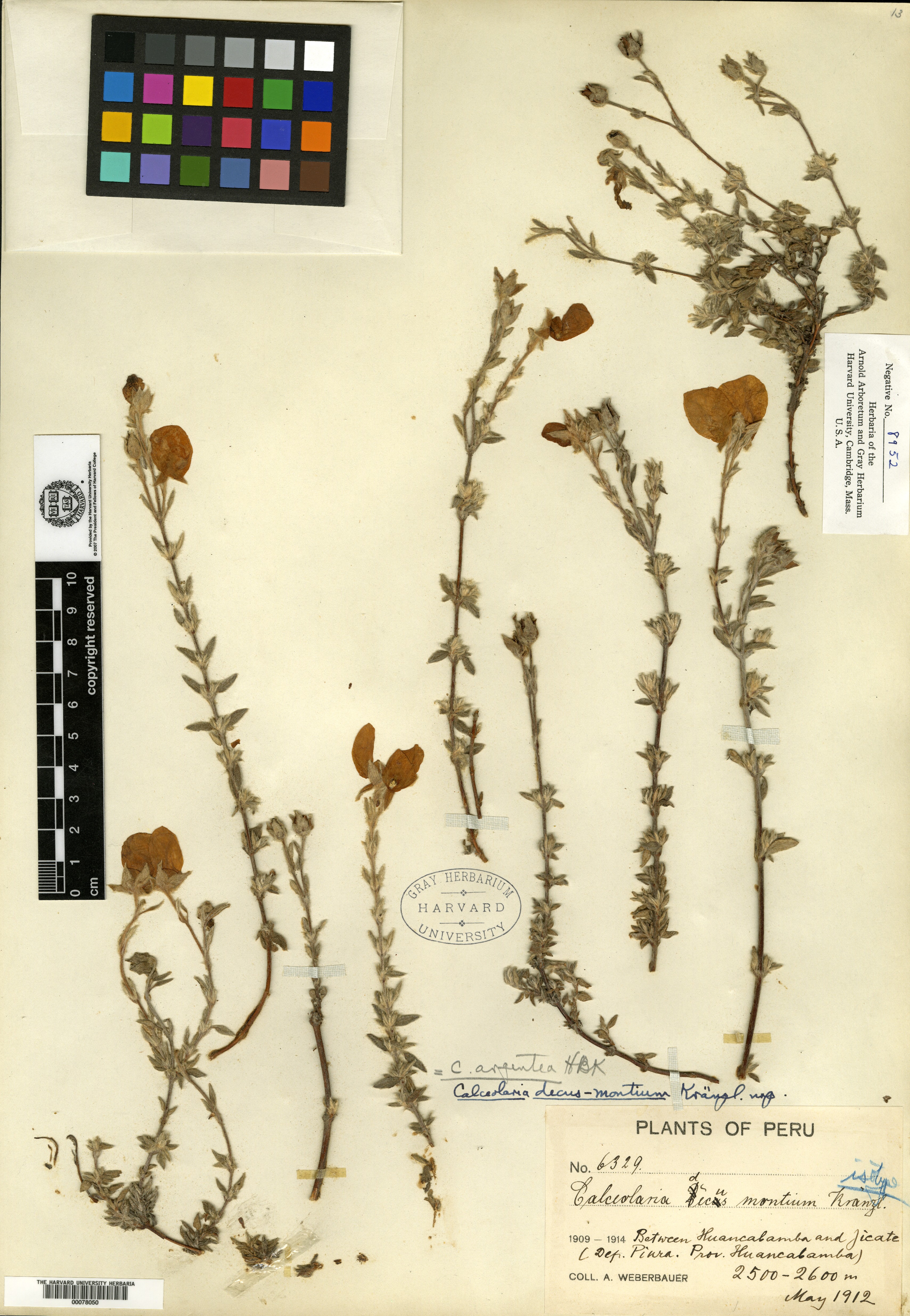 Calceolaria decus-montium image