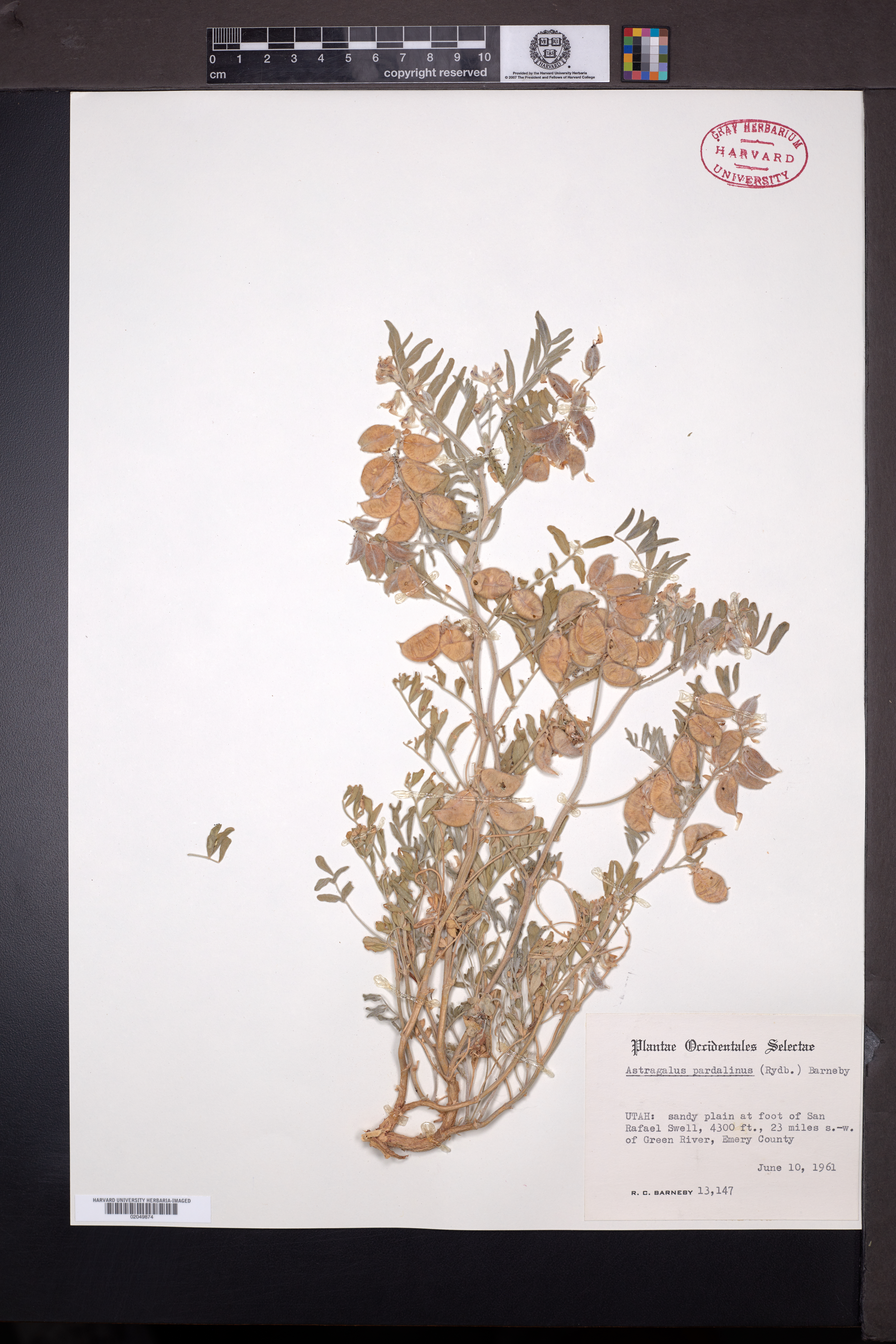 Astragalus pardalinus image
