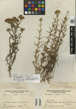 Stevia mercedensis image