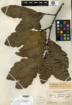 Quercus chichavacana f. sublobata image