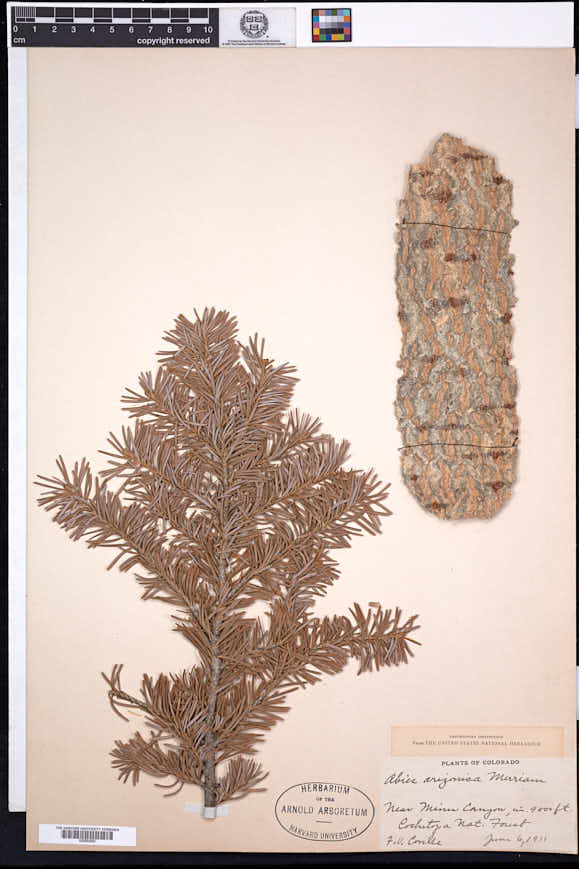 Abies lasiocarpa subsp. arizonica image