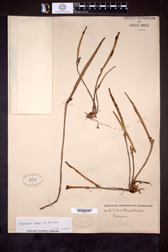 Myoxanthus cimex image