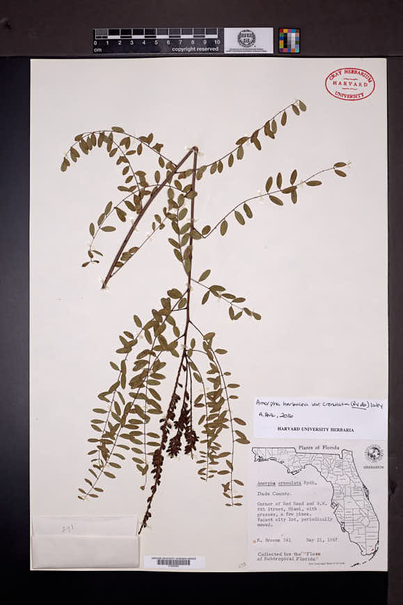 Amorpha herbacea var. crenulata image