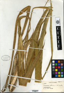 Pitcairnia sylvestris image