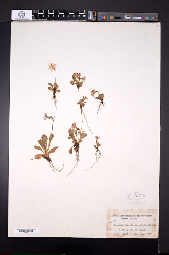 Primula cuneifolia subsp. saxifragifolia image