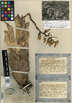 Vriesea minarum image