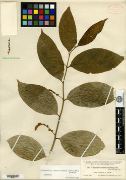 Citronella costaricensis image